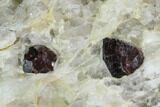 Red Pyrope Garnets in Quartzite - Namibia #128392-3